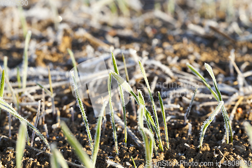 Image of green wheat in a frost