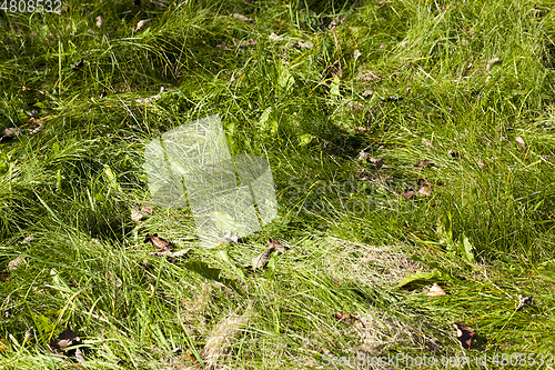 Image of Green grass, close-up
