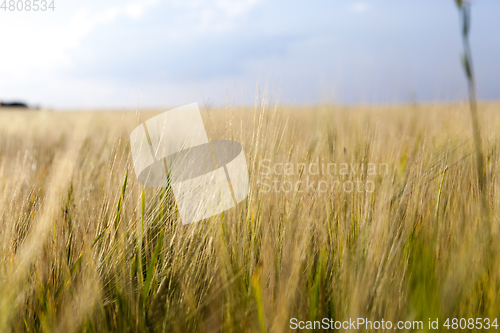 Image of An agricultural field with a crop