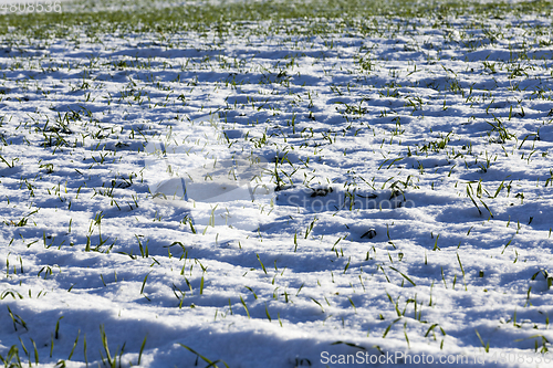 Image of Young wheat germs