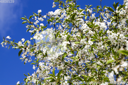 Image of cherry orchard