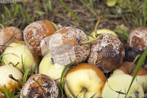 Image of Spoiled crop of apples