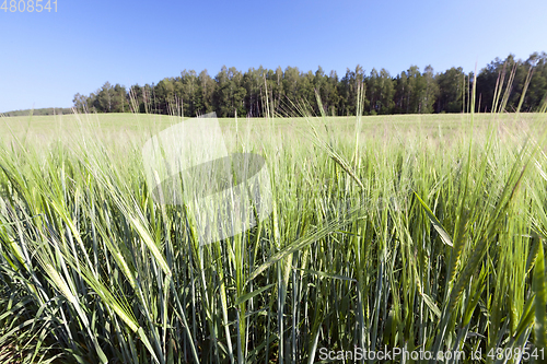 Image of green unripe cereal