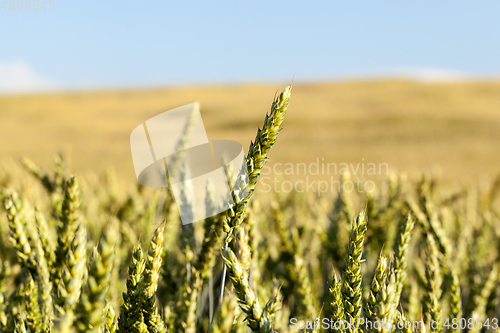 Image of green unripe cereal