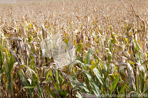 Image of field of ripe corn