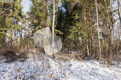 Image of Winter forest, close-up