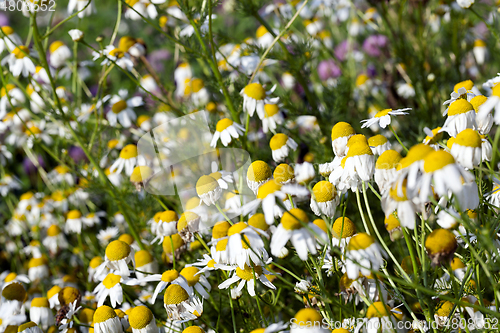 Image of White daisies, field