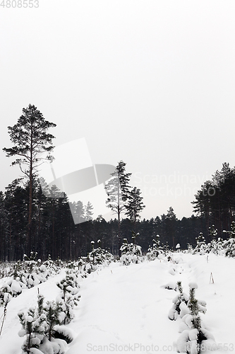 Image of Snow drifts in winter