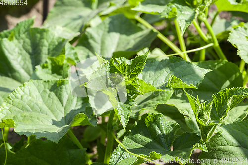 Image of green leaves of cucumber