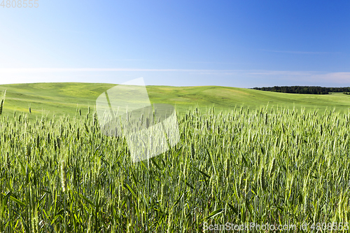 Image of Field with cereal