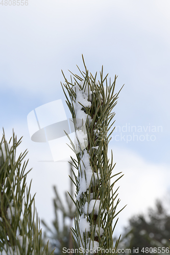 Image of Snow drifts in winter