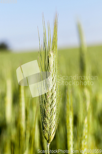 Image of Field with cereal