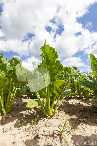 Image of sugar beet