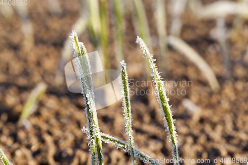 Image of Green grass close-up