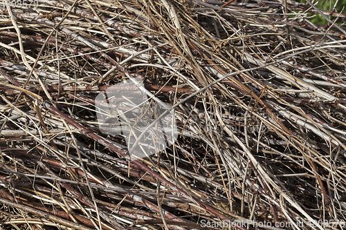 Image of dry stems weed