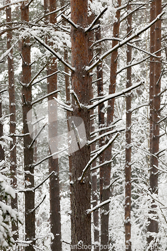 Image of Trees in the forest in winter