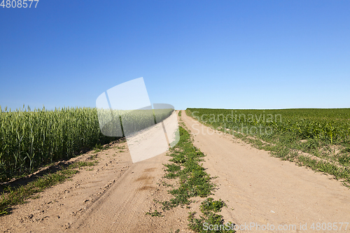 Image of An agricultural field with a crop