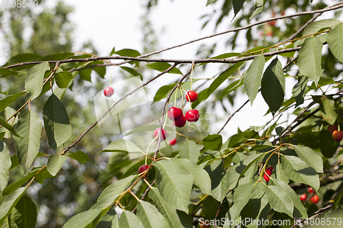 Image of Harvest of a fruit garden