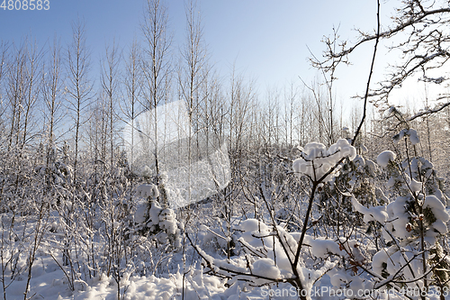 Image of Trees in winter