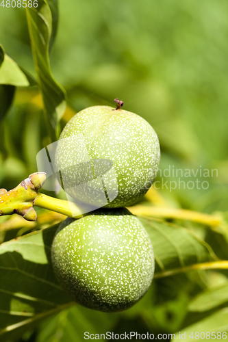 Image of Walnut on a tree