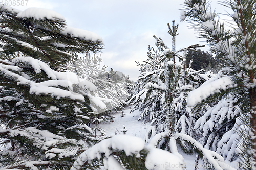 Image of Snow drifts in winter