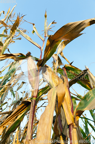 Image of Field corn, agriculture