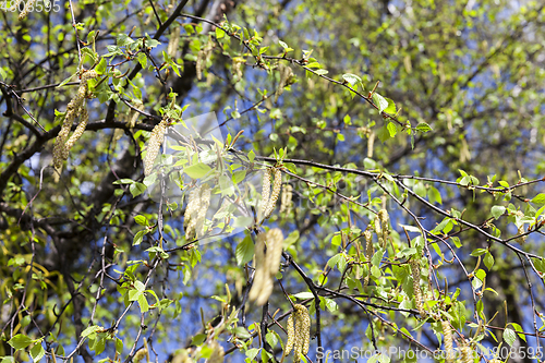 Image of birch catkins, outdoors