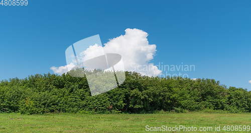 Image of Landscape of field green grass