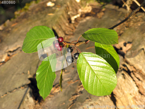 Image of Red and black berries