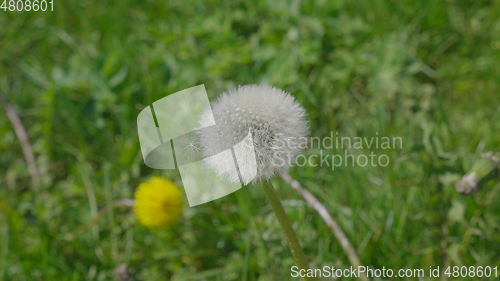 Image of Nature background with dandelion flower on a green field.