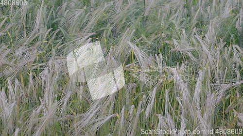 Image of Fields of wheat at the end of summer fully ripe