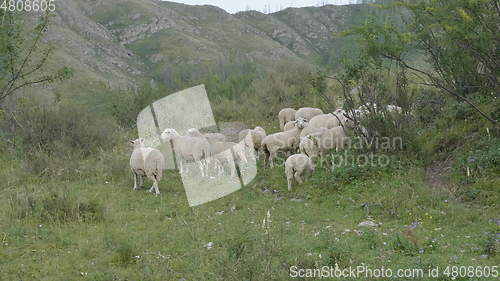 Image of Group of sheep gazing, walking and resting on a green pasture in Altai mountains. Siberia, Russia