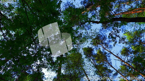 Image of European mixed forest. Tops of the trees. Looking up to the canopy.