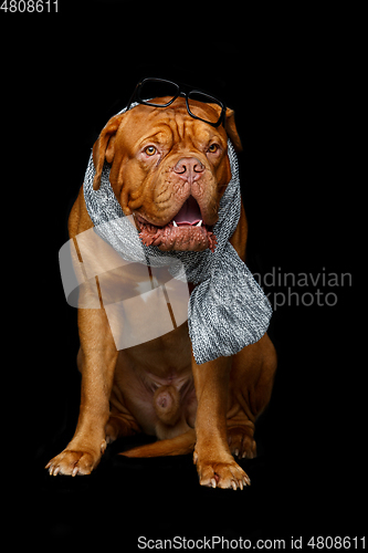 Image of beautiful bordeaux dogue dog in scarf