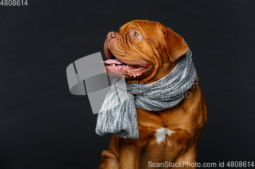 Image of beautiful bordeaux dogue dog in scarf