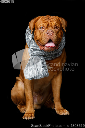 Image of beautiful bordeaux dogue dog in scarf