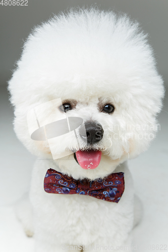 Image of beautiful bichon frisee dog in bowtie