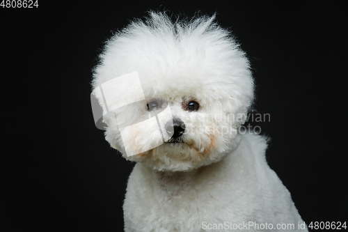 Image of beautiful bichon frisee dog