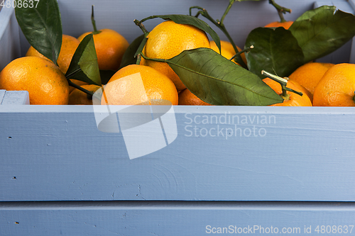 Image of Fresh tangerines in box with leaves