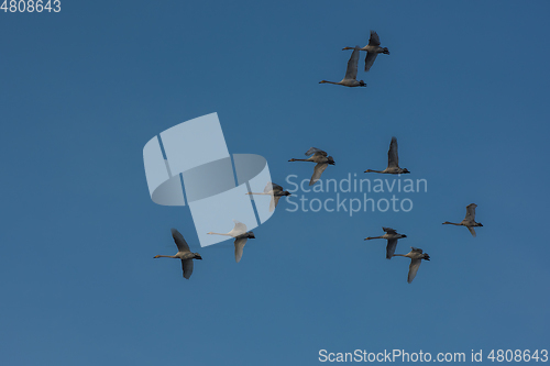 Image of Beautiful white whooping swans