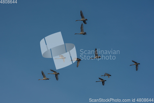 Image of Beautiful white whooping swans