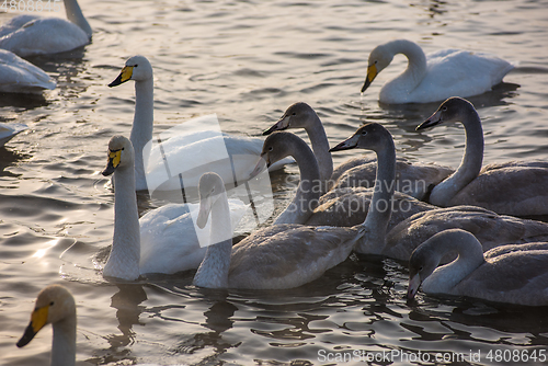 Image of Beautiful white whooping swans