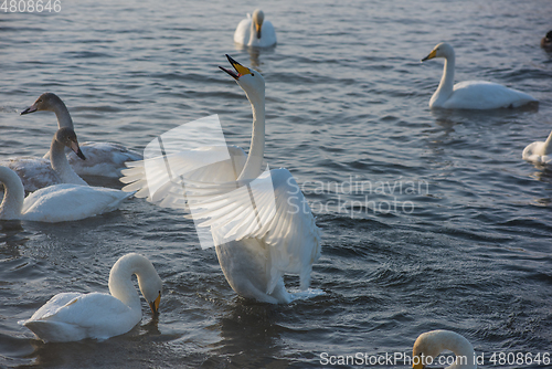 Image of Beautiful white whooping swans