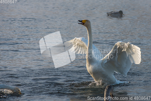 Image of Beautiful white whooping swans