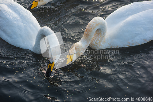 Image of Beautiful white whooping swans