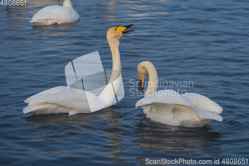 Image of Beautiful white whooping swans