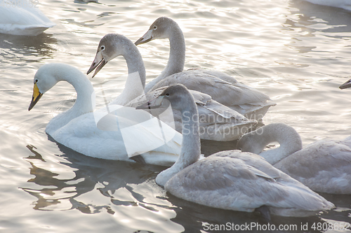 Image of Beautiful white whooping swans