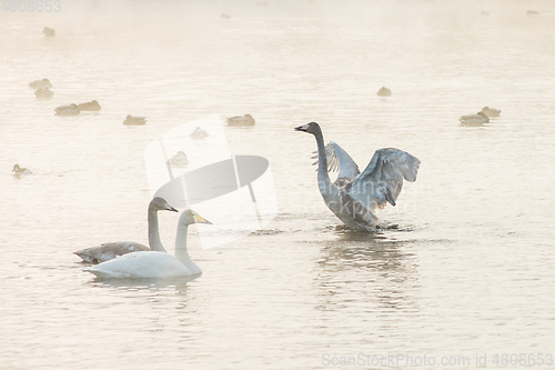 Image of Beautiful white whooping swans