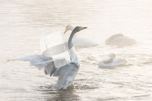 Image of Beautiful white whooping swans