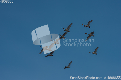 Image of Beautiful white whooping swans